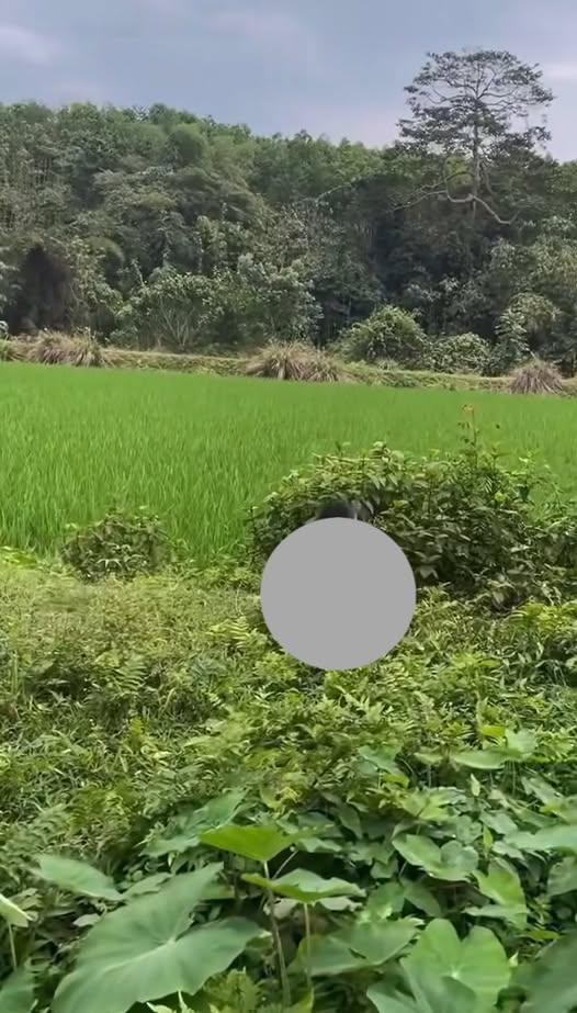 Ai nói đ::ẹ con gáj cho thùy mị nê’t na bước ra đây