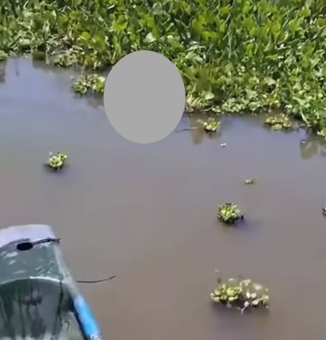 Bắt cá sấu như này thì bao nhiêu người cho đủ